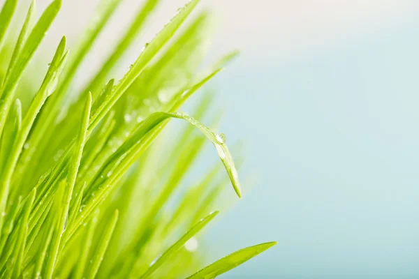 Świeża zielona trawa z rosą — Zdjęcie stockowe