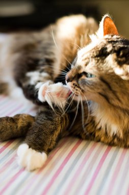 kedi kendisi yıkıyor