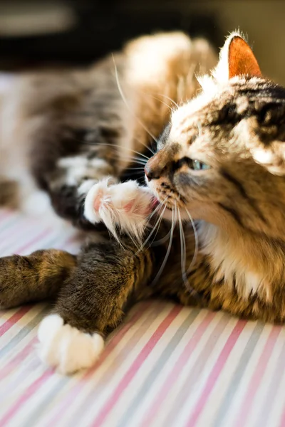 Gato está se lavando — Fotografia de Stock