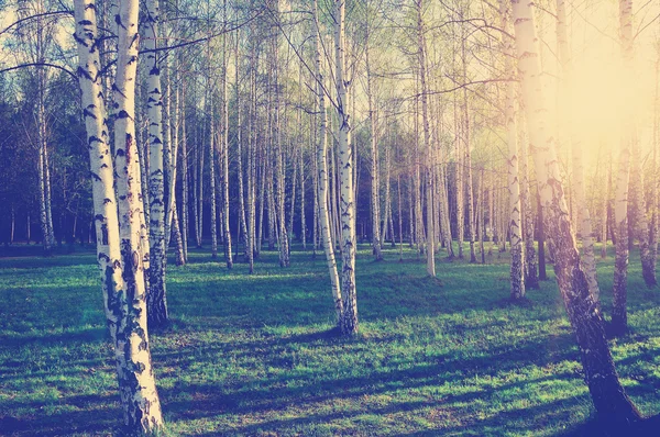 Birch wood in Russia — Stock Photo, Image