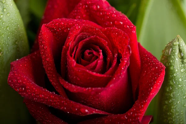 Rose avec des gouttes de rosée — Photo
