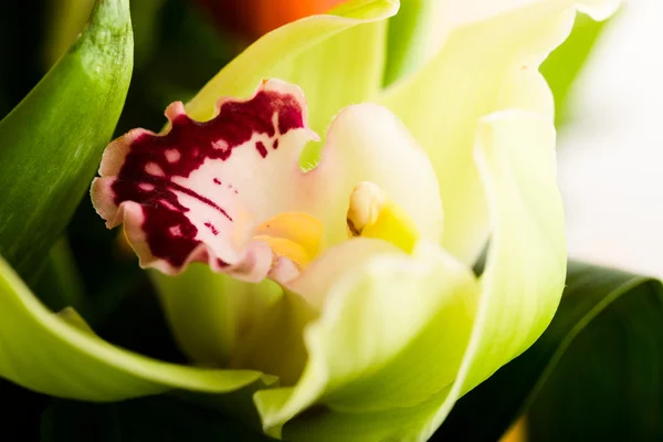 热带绿色兰花 — 图库照片