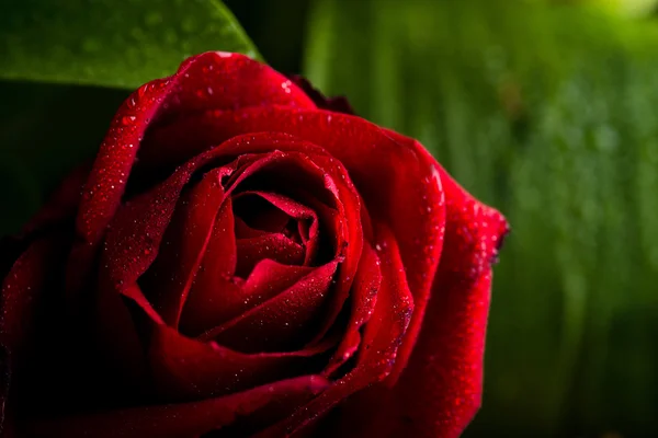 Close up de rosa vermelha — Fotografia de Stock