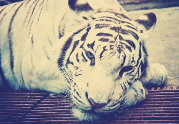 Vit tiger, närbild — Stockfoto