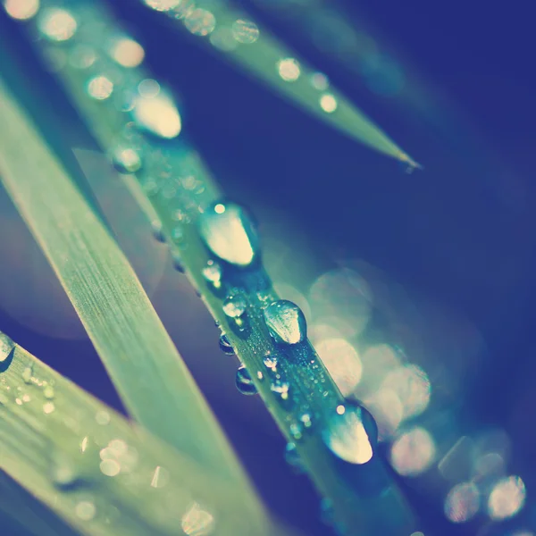 Зелені соломинки з краплями води — стокове фото
