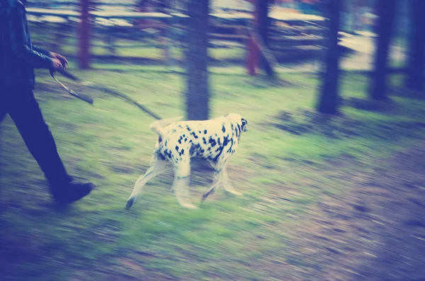 Biorąc psa na spacer — Zdjęcie stockowe