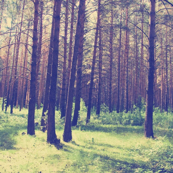 Beautiful green forest — Stock Photo, Image