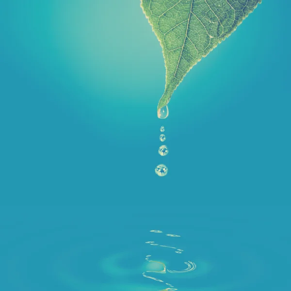 Πράσινο φύλλο με σταγονίδια νερού — Φωτογραφία Αρχείου