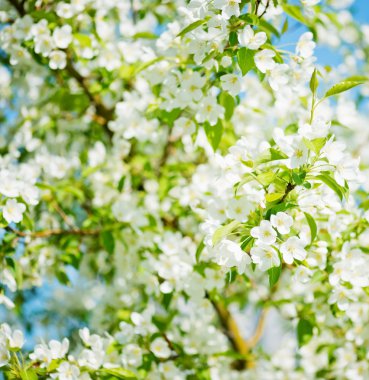 çiçek açan bir elma ağacı dalı