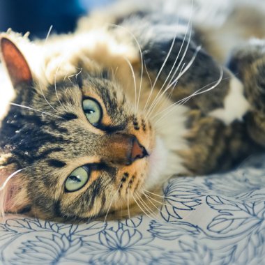 yatakta yatarken kedi