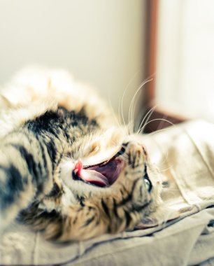 Kedi yalan ve esneme