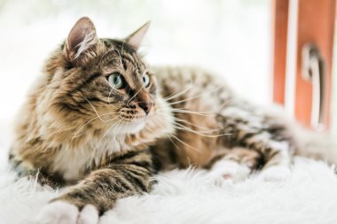 Gri kedi arıyorum