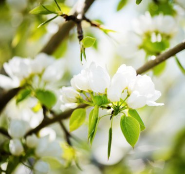 çiçek açan bir elma ağacı dalı