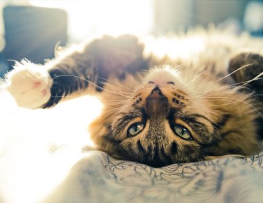 yatakta yatarken kedi