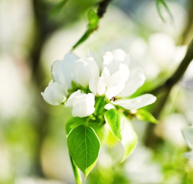 çiçek açan bir elma ağacı dalı