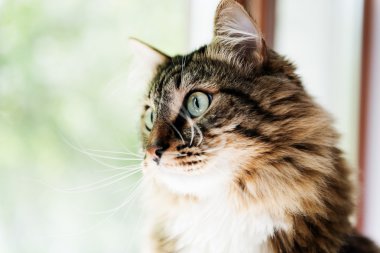 Pencereden dışarı bakan kedi.