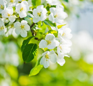 çiçek açan bir elma ağacı dalı