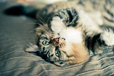 yatakta yatarken kedi