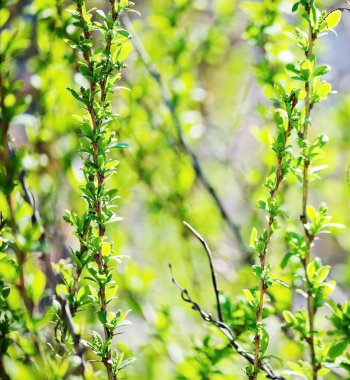 Genç yapraklar arka plan