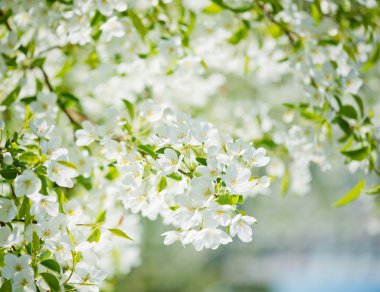 çiçek açan bir elma ağacı dalı