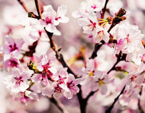 Um ramo florescente de macieira — Fotografia de Stock