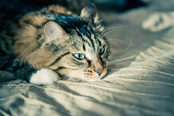 Gatto triste sul letto — Foto Stock