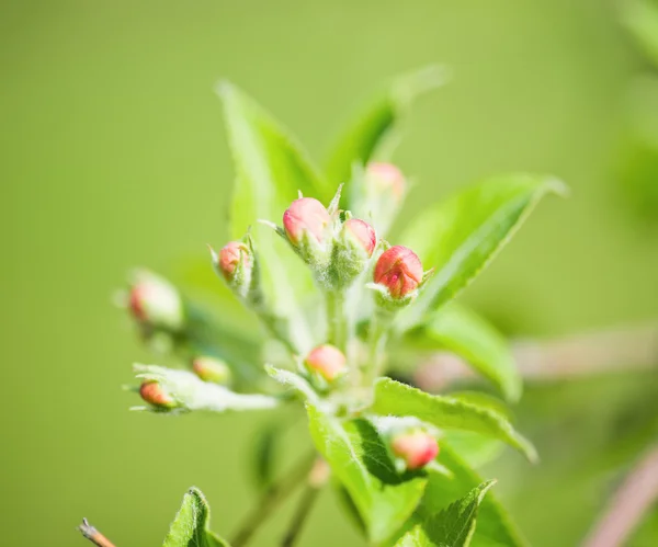 En blommande gren av äppelträd — Stockfoto