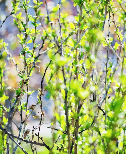 Young foliage background — Stock Photo, Image