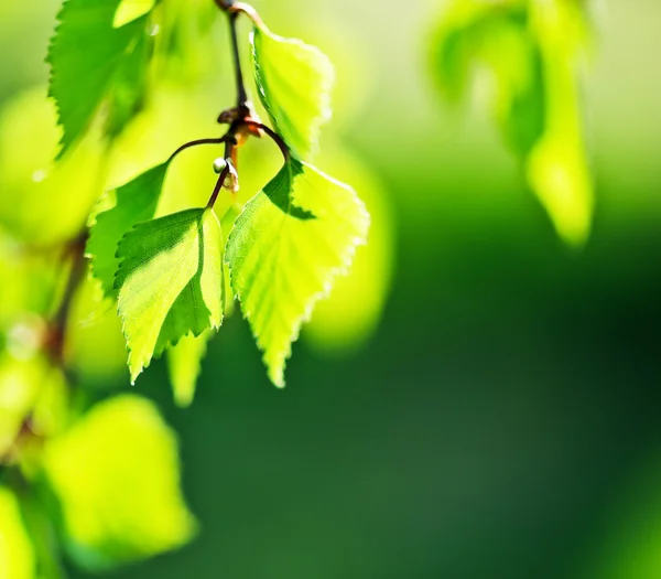 Foglie di betulla verde primo piano — Foto Stock