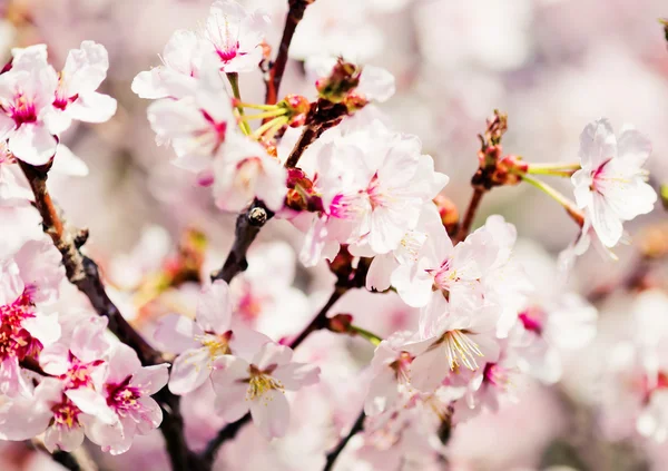 Egy virágzó ága almafa — Stock Fotó