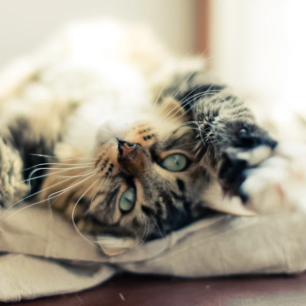 Gato acostado en la cama — Foto de Stock
