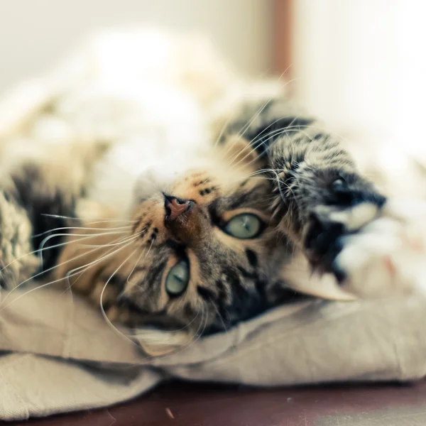 Gato deitado na cama — Fotografia de Stock