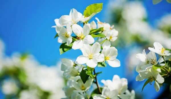 Een bloeiende tak van appelboom — Stockfoto