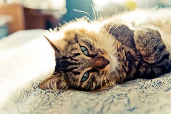 Gato deitado na cama — Fotografia de Stock
