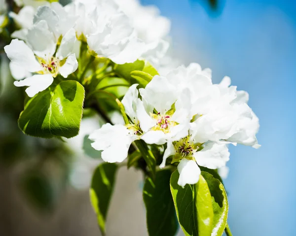 A blooming branch of apple tree — Stock Photo, Image