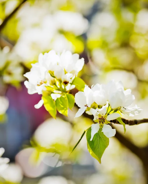 Um ramo florescente de macieira — Fotografia de Stock