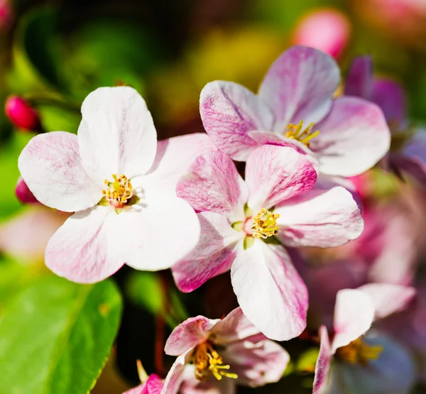 A blooming branch of apple tree — Stock Photo, Image