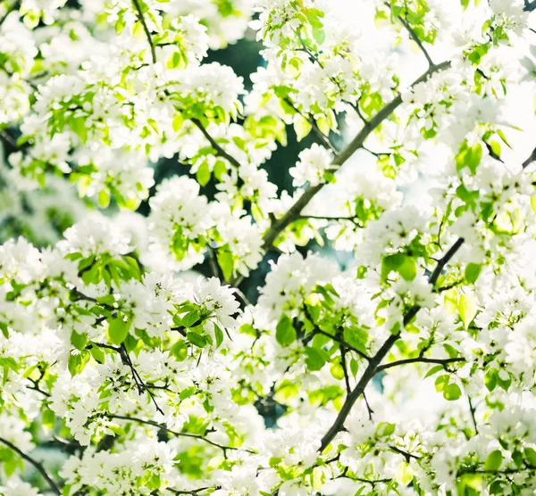 A blooming branch of apple tree — Stock Photo, Image