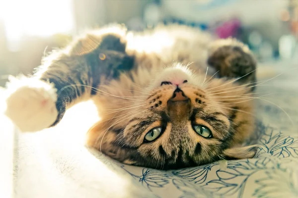 Katze liegt auf Bett — Stockfoto