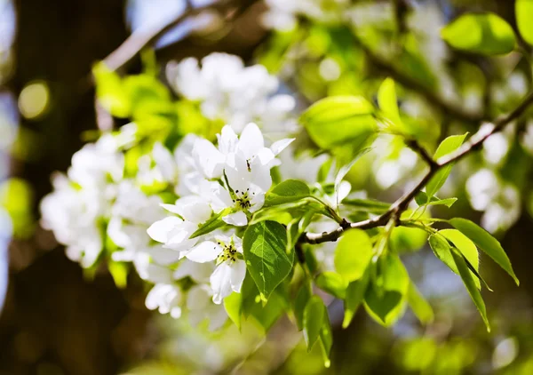 A blooming branch of apple tree — Stock Photo, Image