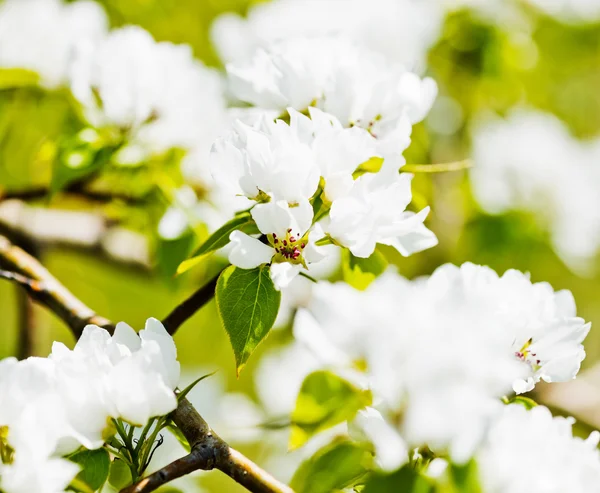 En blommande gren av äppelträd — Stockfoto