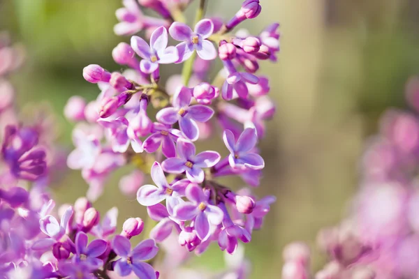 Flores lilás perfumadas (Syringa vulgaris ). — Fotografia de Stock