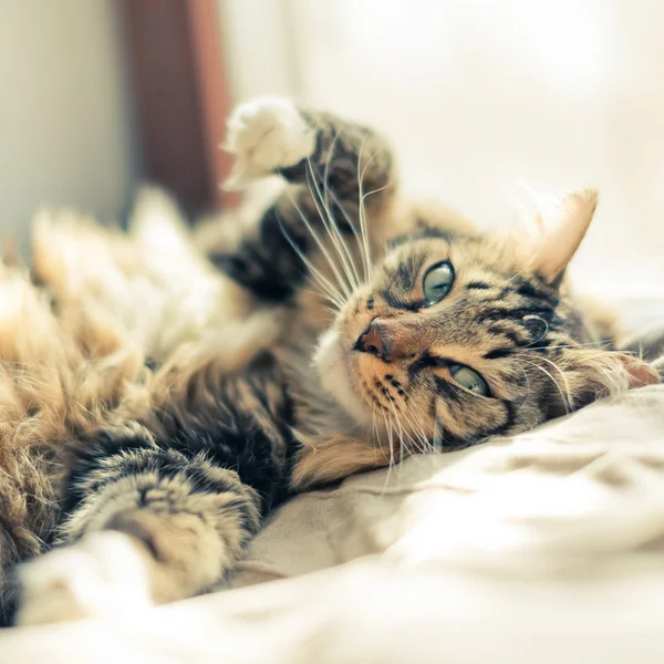 Кот лежит на кровати — стоковое фото