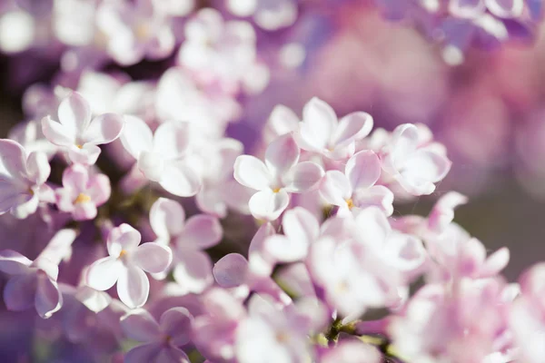 Duftende Fliederblüten (syringa vulgaris)). — Stockfoto