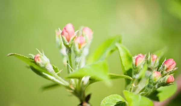 A blooming branch of apple tree — Stock Photo, Image