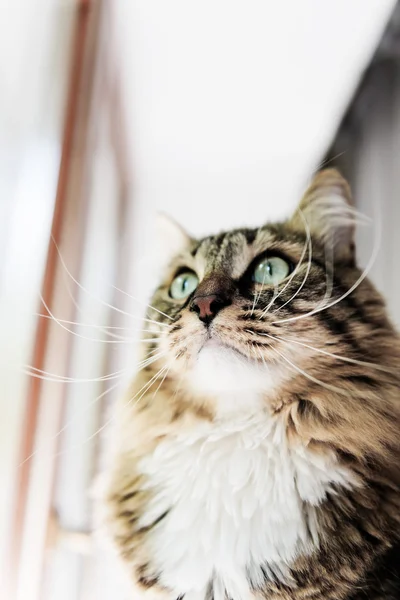 Cat looking out the window — Stock Photo, Image