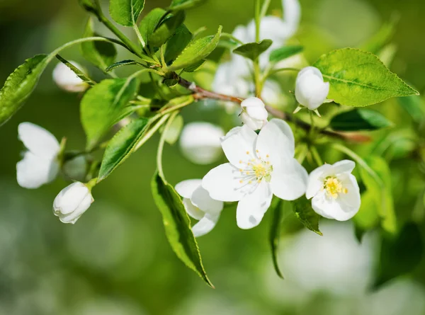 A blooming branch of apple tree — Stock Photo, Image