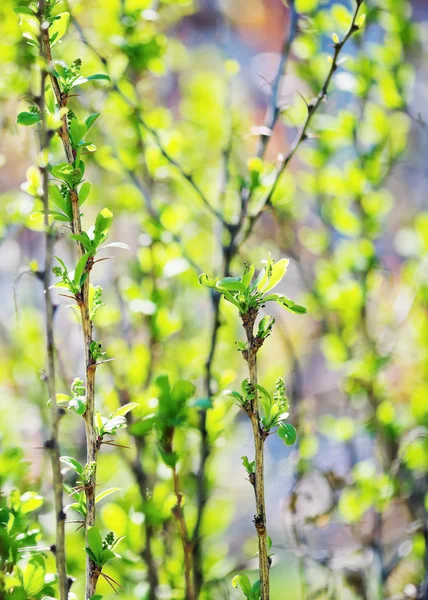 Young foliage background — Stock Photo, Image