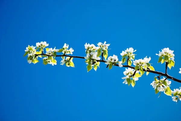 Um ramo florescente de macieira — Fotografia de Stock