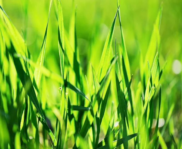 Groene grasachtergrond — Stockfoto
